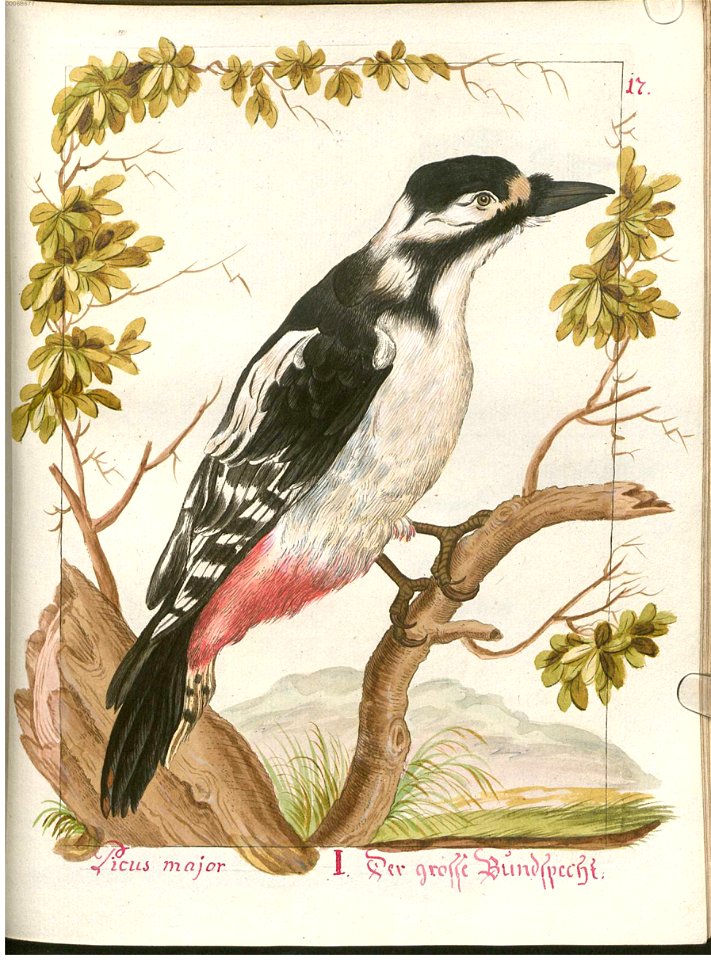 Beytrag zur Naturgeschichte der Vögel 4 Tafel 24