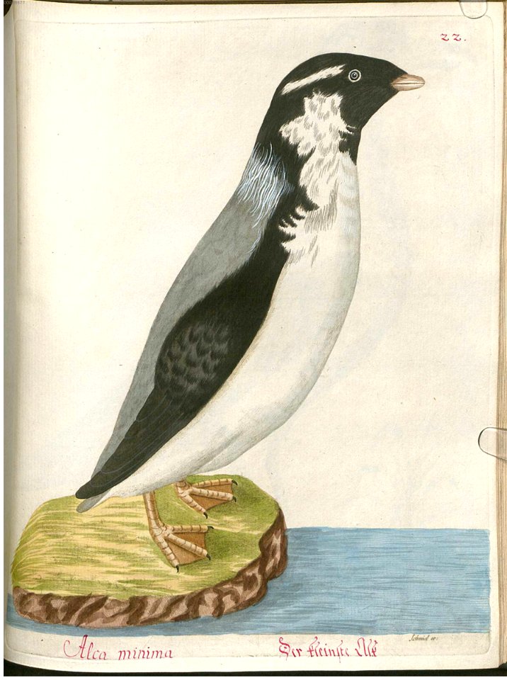Beytrag zur Naturgeschichte der Vögel 4 Tafel 30