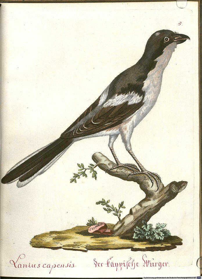 Beytrag zur Naturgeschichte der Vögel 6 Tafel 05