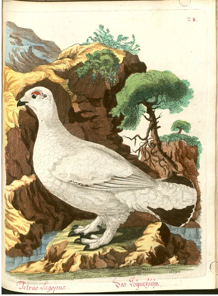 Beytrag zur Naturgeschichte der Vögel 4 Tafel 36