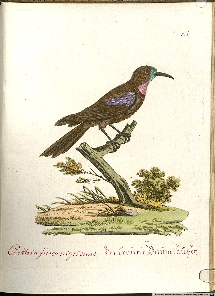 Beytrag zur Naturgeschichte der Vögel 6 Tafel 21
