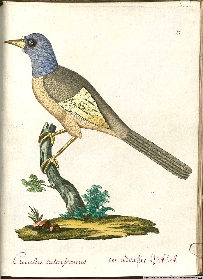 Beytrag zur Naturgeschichte der Vögel 6 Tafel 17