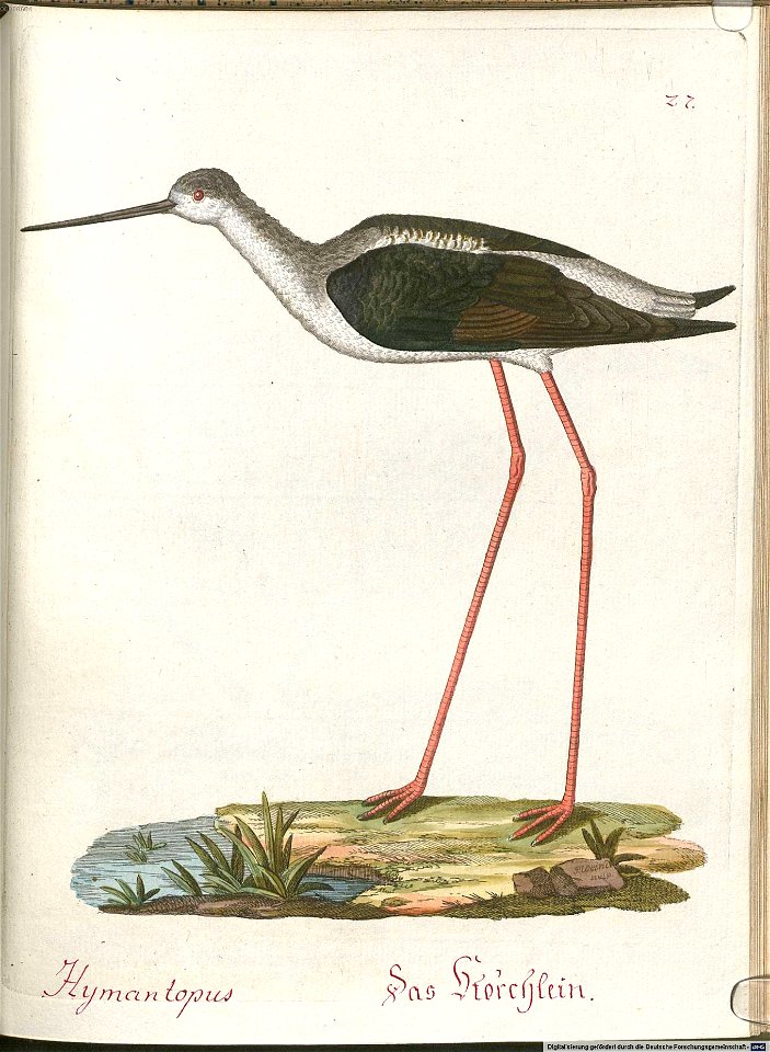 Beytrag zur Naturgeschichte der Vögel 6 Tafel 27