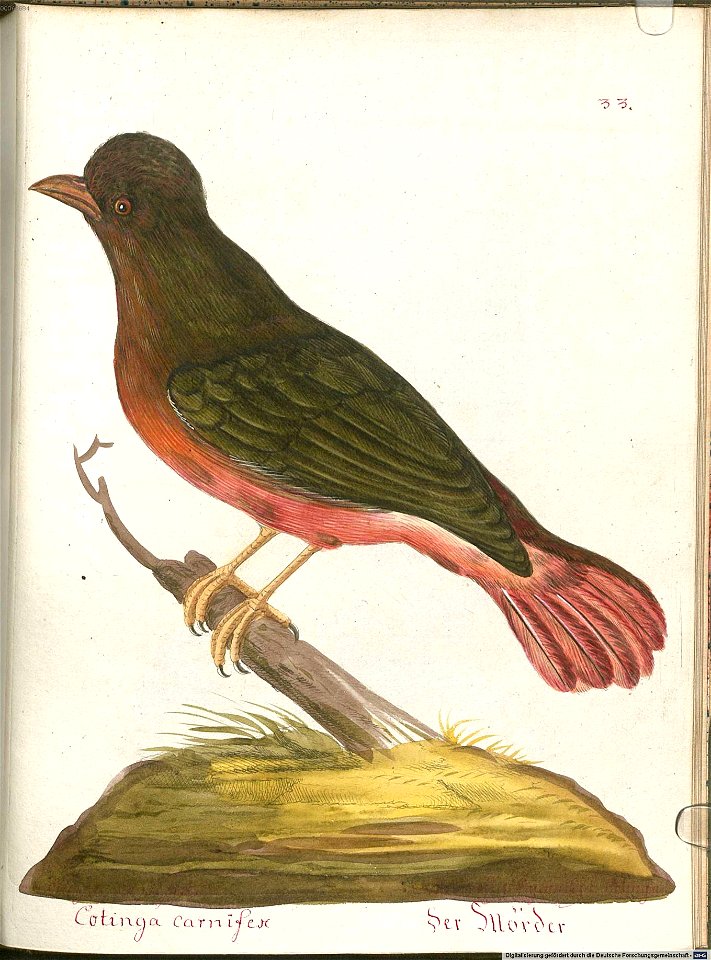 Beytrag zur Naturgeschichte der Vögel 6 Tafel 33