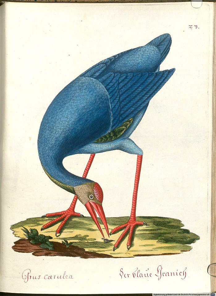 Beytrag zur Naturgeschichte der Vögel 6 Tafel 23