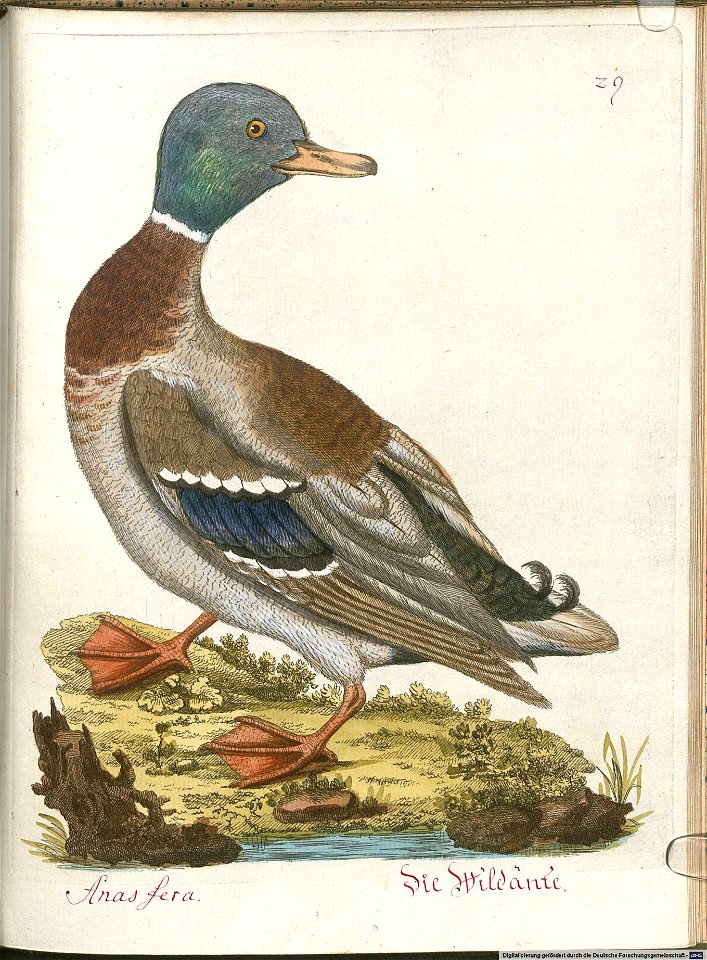 Beytrag zur Naturgeschichte der Vögel 6 Tafel 29