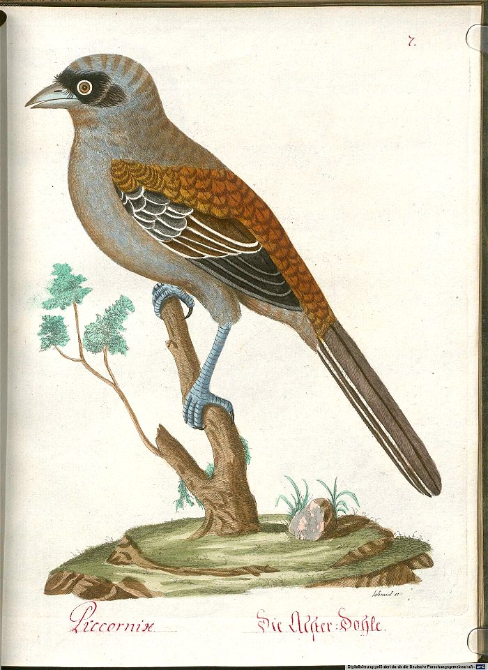 Beytrag zur Naturgeschichte der Vögel 5 Tafel 08