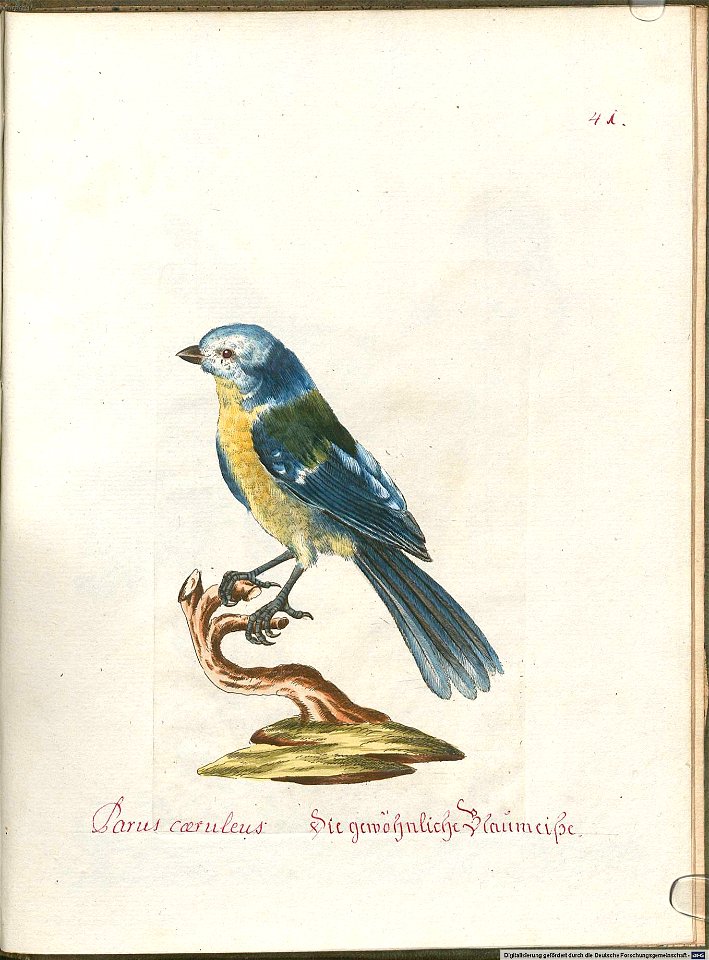 Beytrag zur Naturgeschichte der Vögel 6 Tafel 41