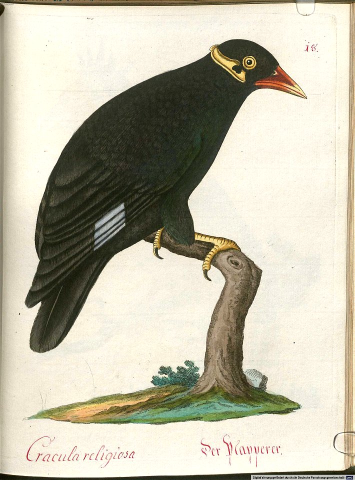 Beytrag zur Naturgeschichte der Vögel 5 Tafel 20