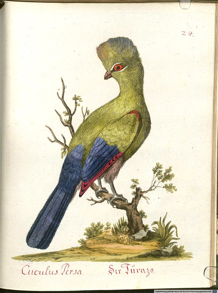 Beytrag zur Naturgeschichte der Vögel 5 Tafel 26