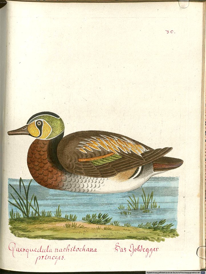 Beytrag zur Naturgeschichte der Vögel 5 Tafel 32