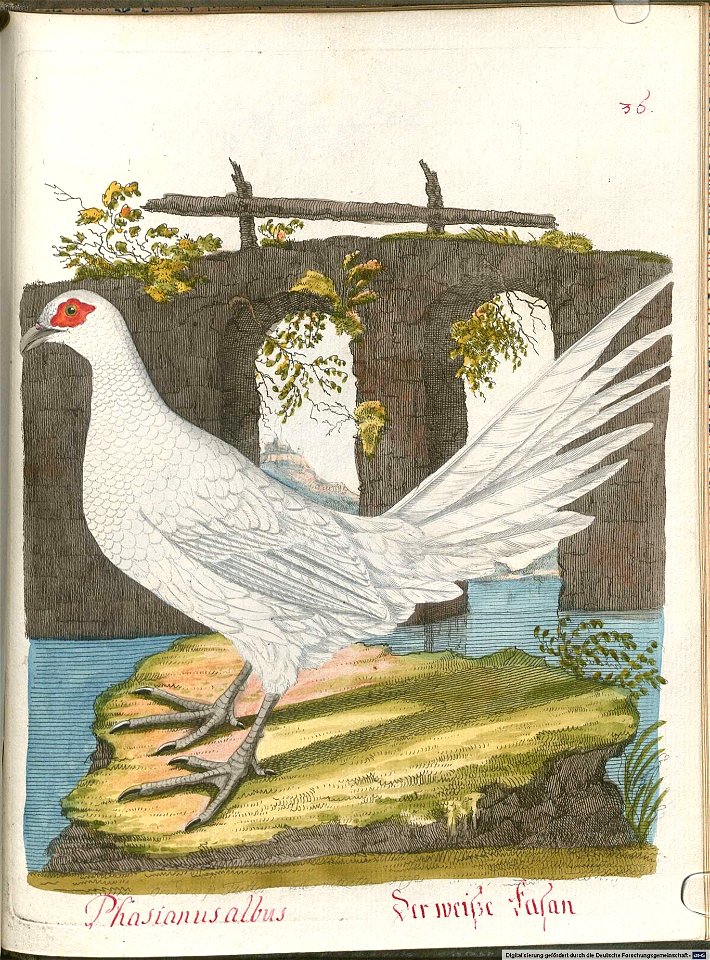 Beytrag zur Naturgeschichte der Vögel 5 Tafel 38