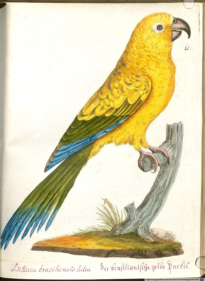 Beytrag zur Naturgeschichte der Vögel 6 Tafel 10