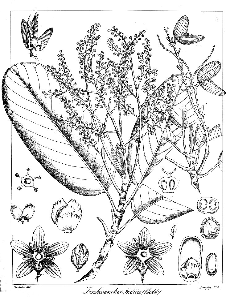 Bhesa indica Govindoo