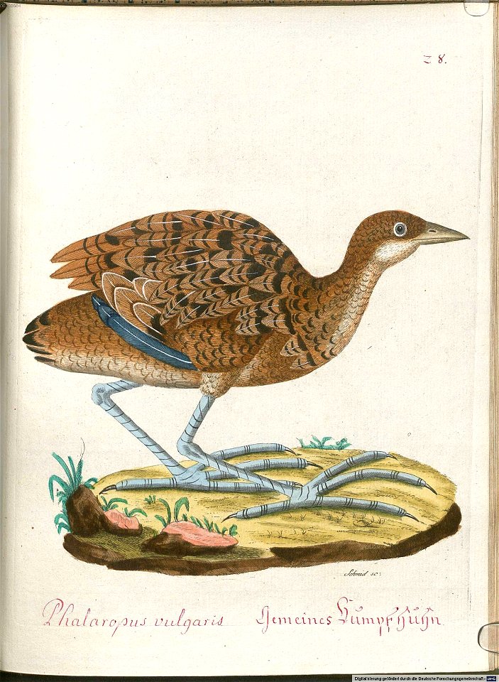 Beytrag zur Naturgeschichte der Vögel 6 Tafel 28