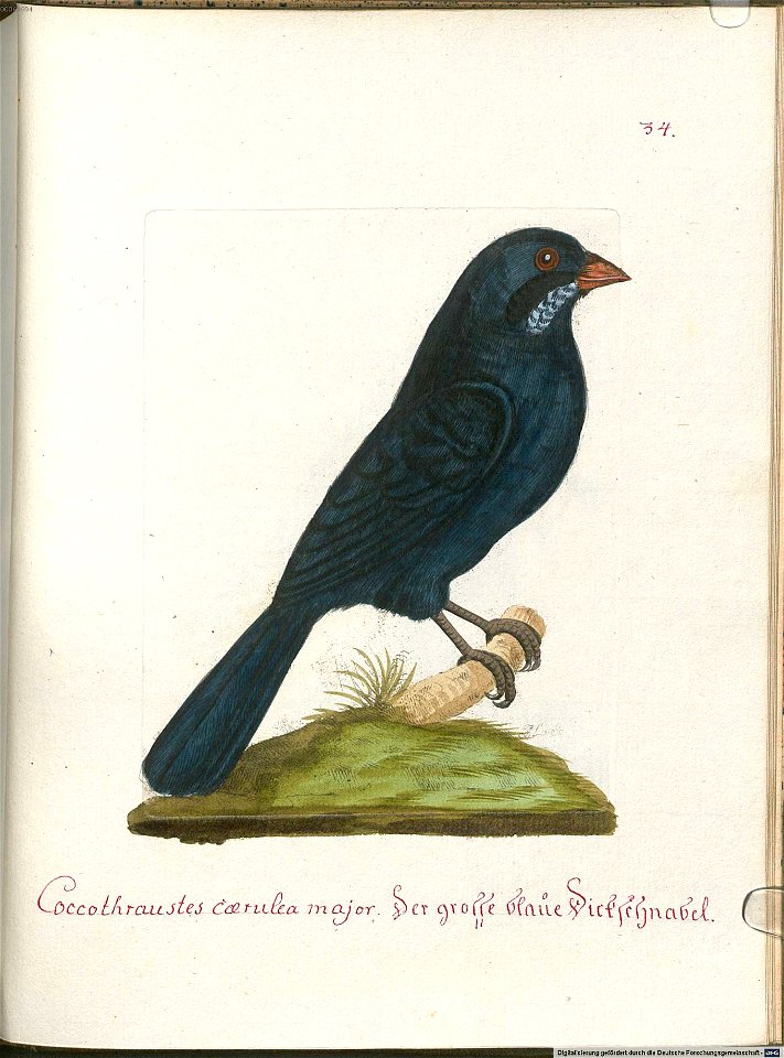 Beytrag zur Naturgeschichte der Vögel 6 Tafel 34