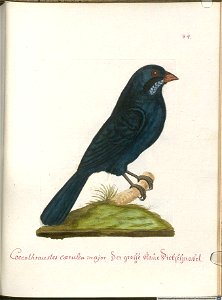 Beytrag zur Naturgeschichte der Vögel 6 Tafel 34