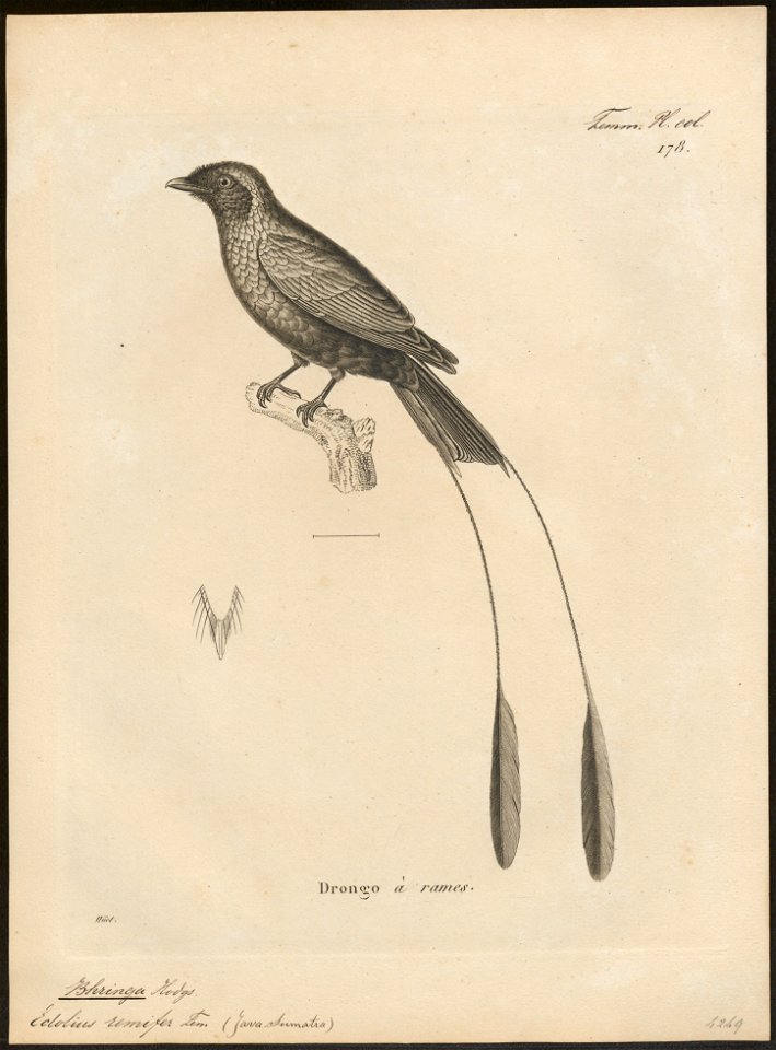 Bhringa remifer - 1700-1880 - Print - Iconographia Zoologica - Special Collections University of Amsterdam - UBA01 IZ16400111