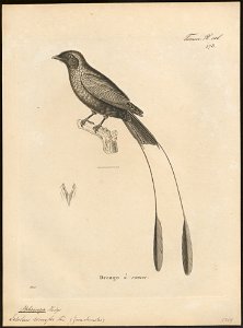Bhringa remifer - 1700-1880 - Print - Iconographia Zoologica - Special Collections University of Amsterdam - UBA01 IZ16400111