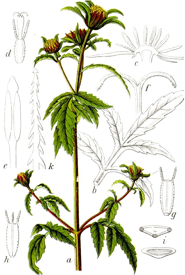 Bidens tripartita Sturm13017