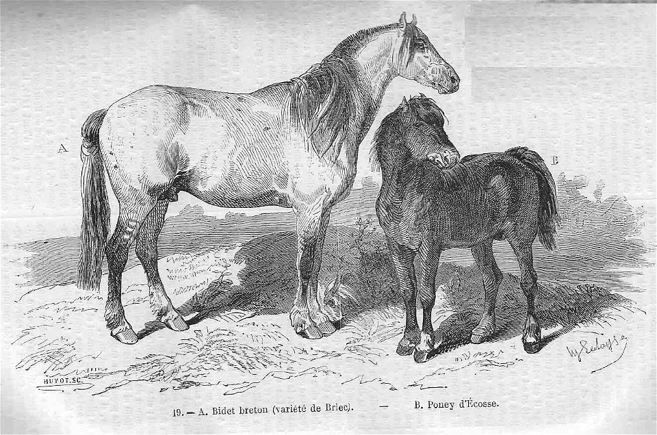 Bidet breton & poney d'Ecosse
