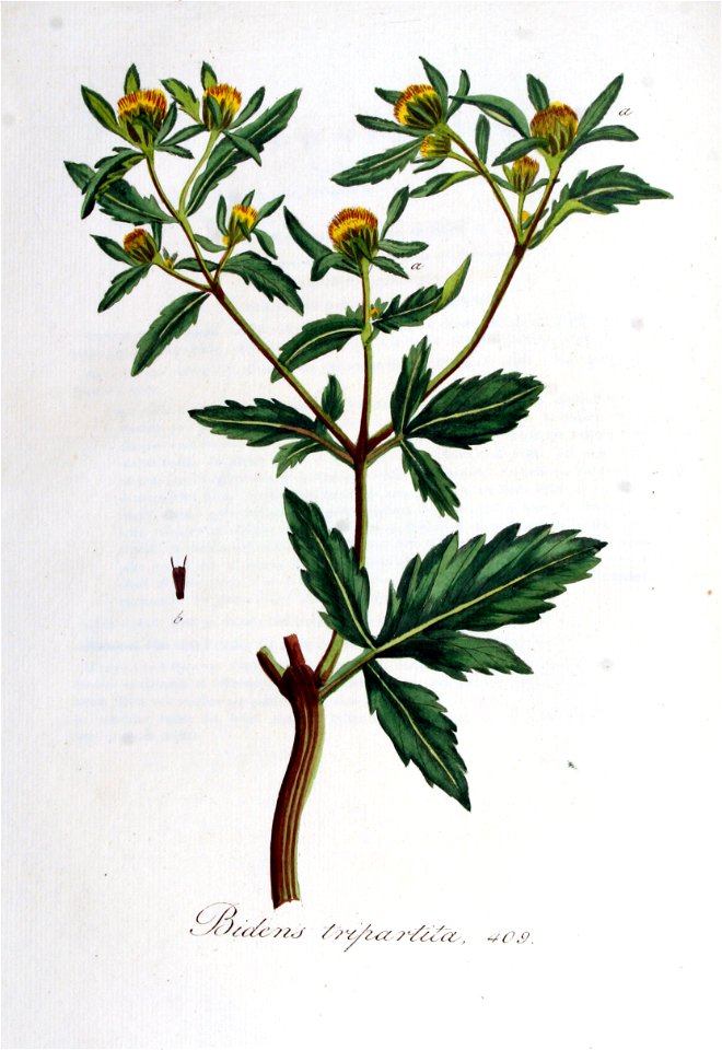 Bidens tripartita — Flora Batava — Volume v6
