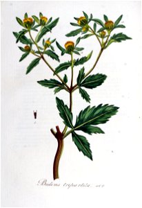 Bidens tripartita — Flora Batava — Volume v6