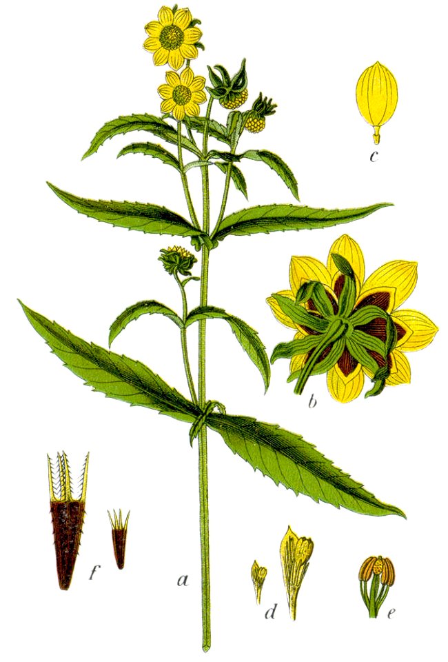 Bidens cernua Sturm18