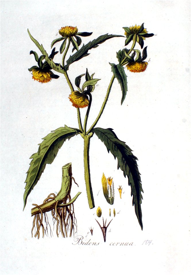 Bidens cernua — Flora Batava — Volume v3