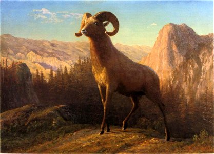Bierstadt Albert A Rocky Mountain Sheep Ovis Montana