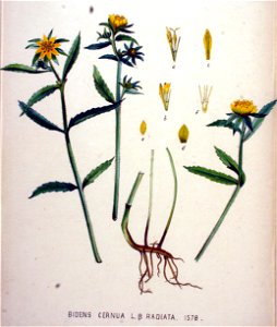 Bidens cernua — Flora Batava — Volume v20. Free illustration for personal and commercial use.