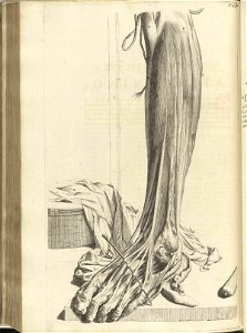 Bidloo Ontleding 1690 81