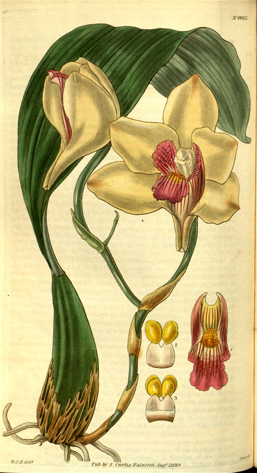 Bifrenaria harrisoniae (as Maxillaria harrisoniae)- Curtis' 56 (N.S. 3) pl. 2927 (1829)