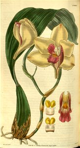 Bifrenaria harrisoniae (as Maxillaria harrisoniae)- Curtis' 56 (N.S. 3) pl. 2927 (1829)
