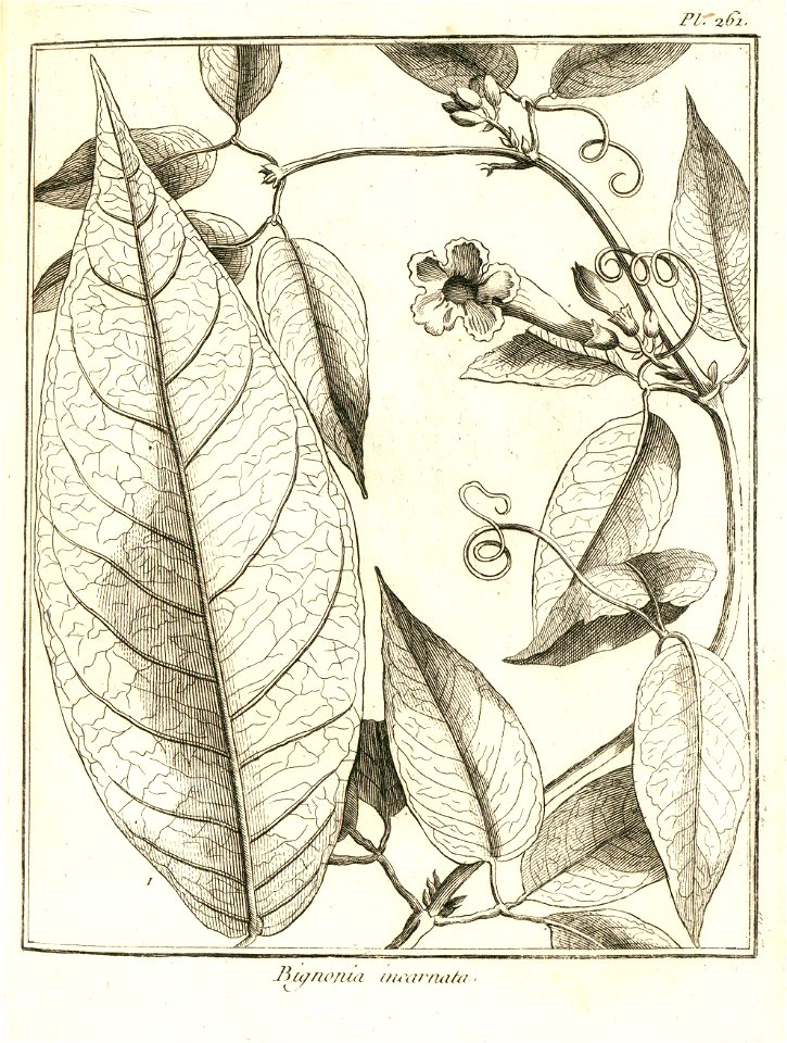 Bignonia incarnata Aublet 1775 pl 261