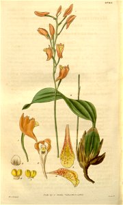 Bifrenaria racemosa (as Maxillaria racemosa) - Curtis' 54 (N.S. 1) pl. 2789 (1827)