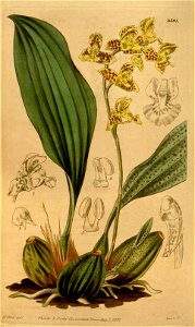 Bifrenaria (=Rudolfiella) aurantiaca - Curtis' v. 64 (NS 11) (1837) pl. 3597
