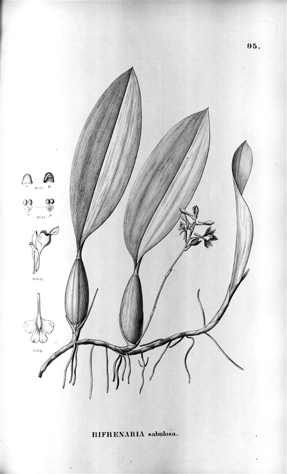 Bifrenaria longicornis (sabulosa) - Flora Brasiliensis 3-5-95