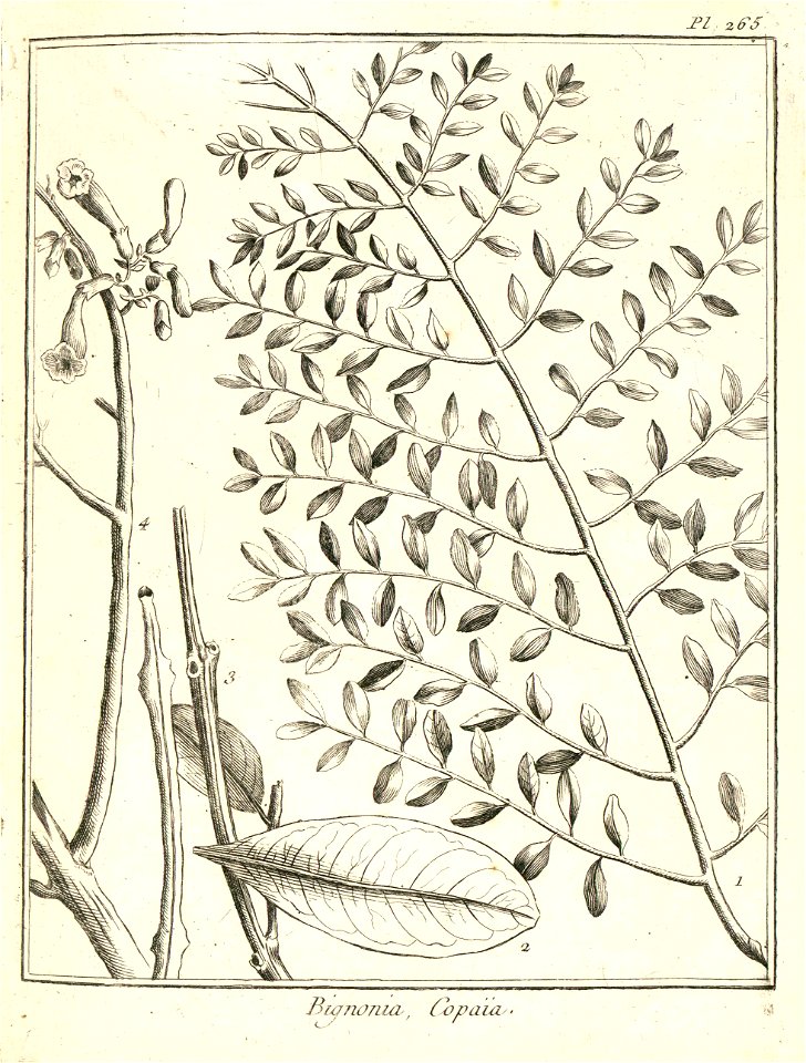 Bignonia copaia Aublet 1775 pl 265