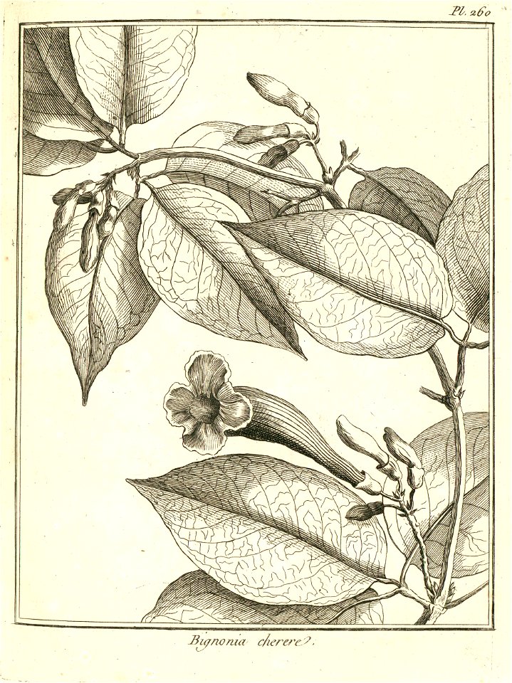 Bignonia kereré Aublet 1775 pl 260