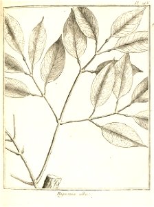 Bignonia alba Aublet 1775 pl 266