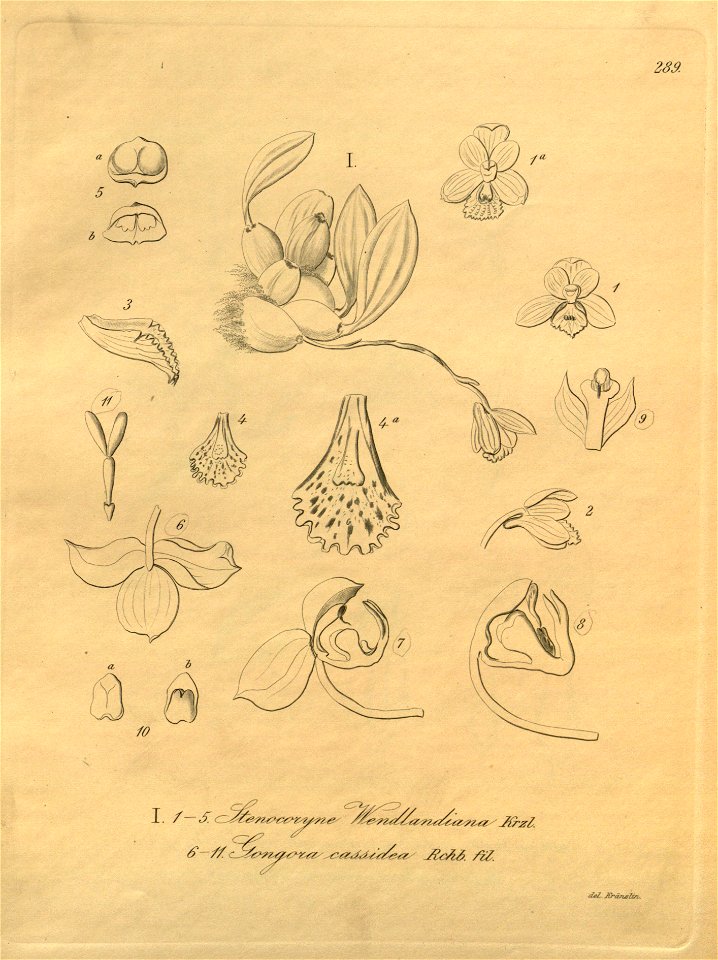 Bifrenaria clavigera (as Stenocoryne wendlandiana) and Gongora cassidea - Xenia vol. 3 tab. 289 (1900)