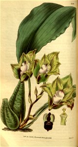 Bifrenaria tetragona (as Maxillaria tetragona) - Curtis' 58 (N.S. 5) pl. 3146 (1832)