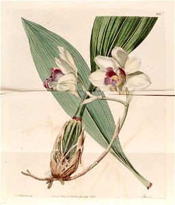 Bifrenaria harrisoniae (as Maxillaria harrisoniae) - Bot. Reg. 11 pl. 897 (1825). Free illustration for personal and commercial use.
