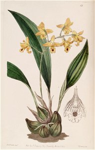 Bifrenaria vitellina (as Maxillaria vitellina) - Edwards vol 25 (NS 2) pl 12 (1839). Free illustration for personal and commercial use.