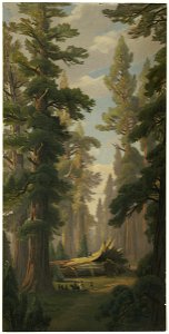 Big Trees, Calaveras Grove 2 (Boston Public Library)