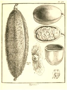 Bignonia echinata Aublet 1775 pl 263