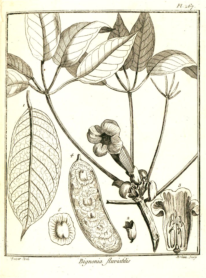 Bignonia fluviatilis Aublet 1775 pl 267