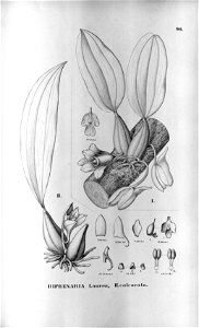 Bifrenaria harrisoniae (as B. aurea) - Bifrenaria calcarata - Fl Br 3-5-96. Free illustration for personal and commercial use.
