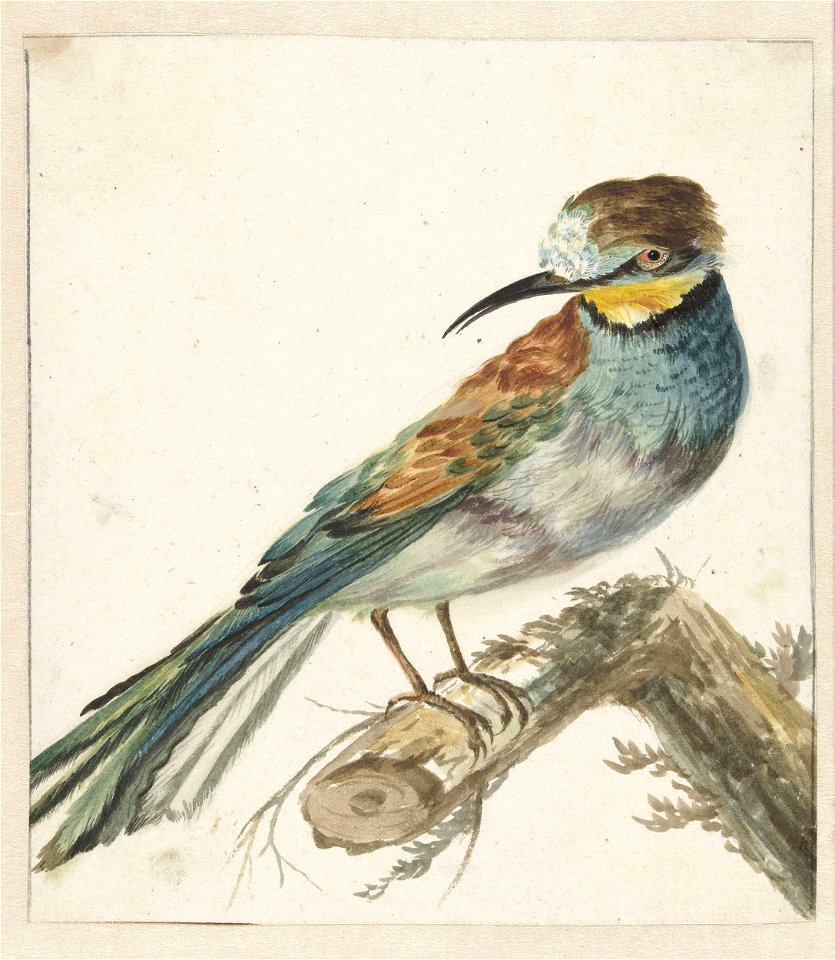 Bijeneter (Merops apiaster)